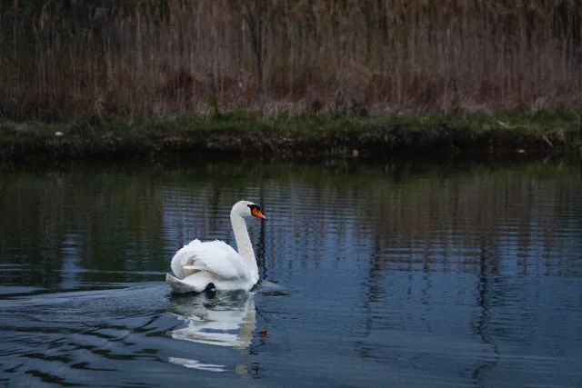 Photographie Animaux — JDB Production