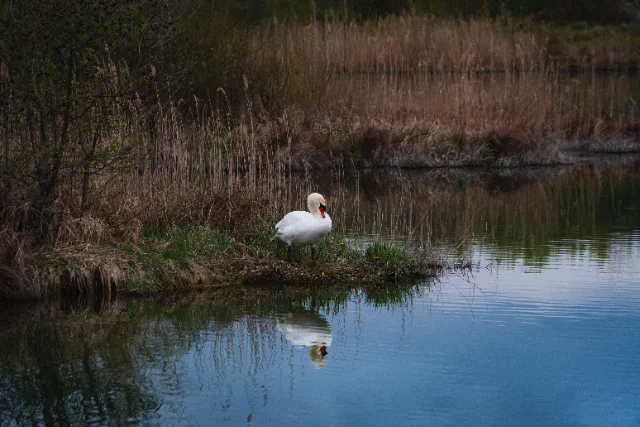 Photographie Animaux — JDB Production