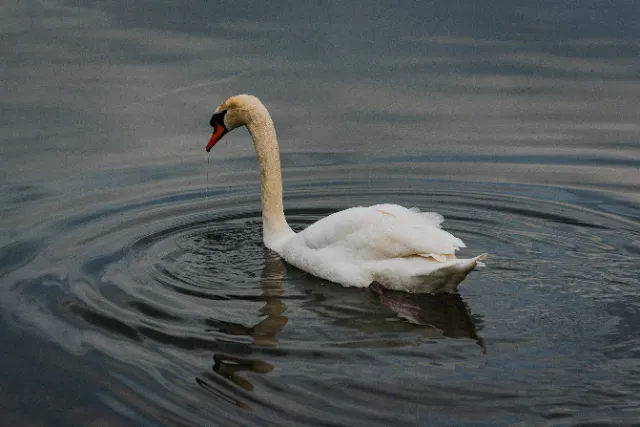 Photographie Animaux — JDB Production