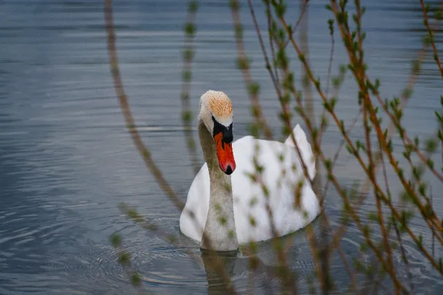 Photographie Animaux — JDB Production