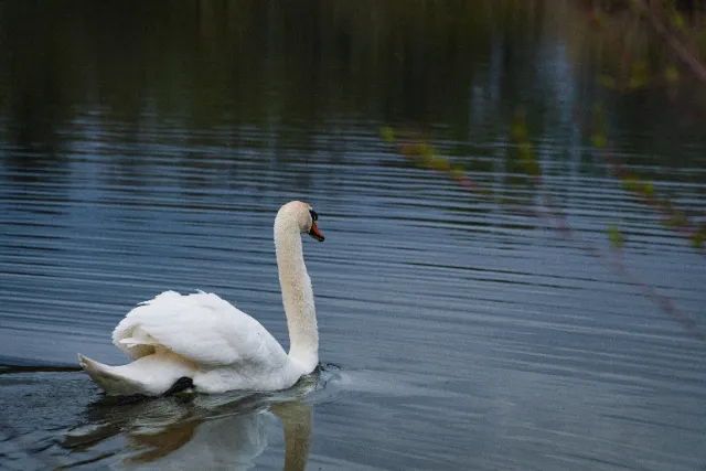 Photographie Animaux — JDB Production