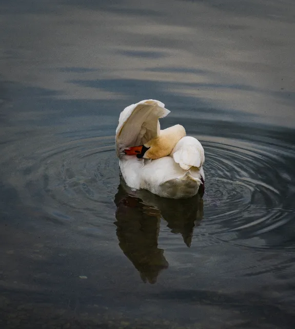 Photographie Animaux — JDB Production
